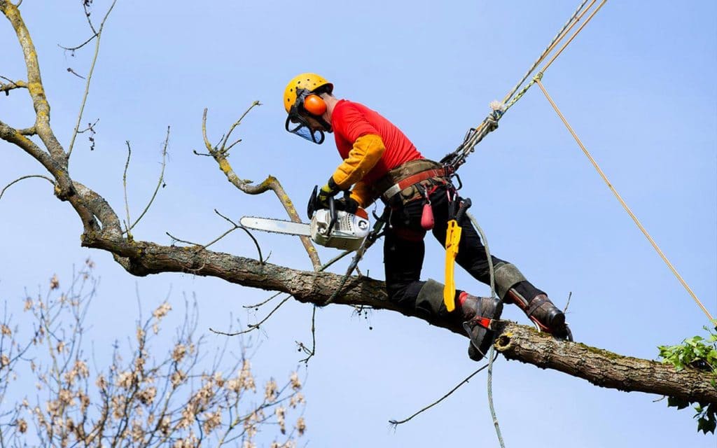 Elagage-abattage-taille-arbre-Hyeres-Lavandou-Bormes-Les-Mimosas-83-Var