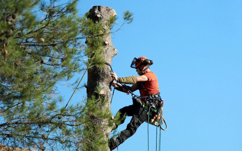 élagage des arbres de votre jardin dans le var