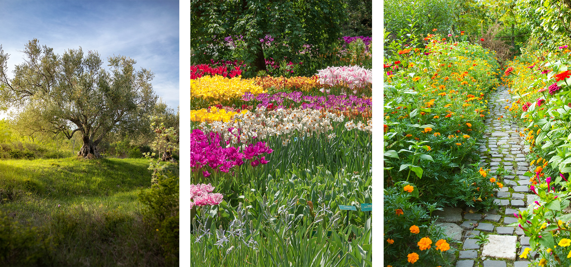 création de jardin dans le Var 83