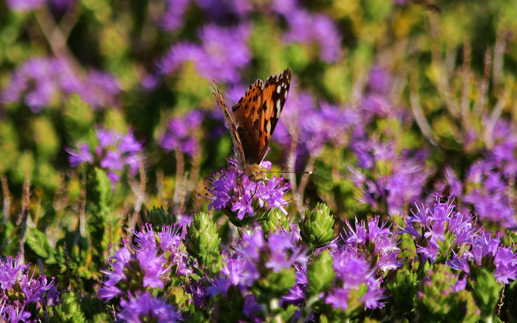 choisir les bonnes plantes pour son jardin dans le Var 83
