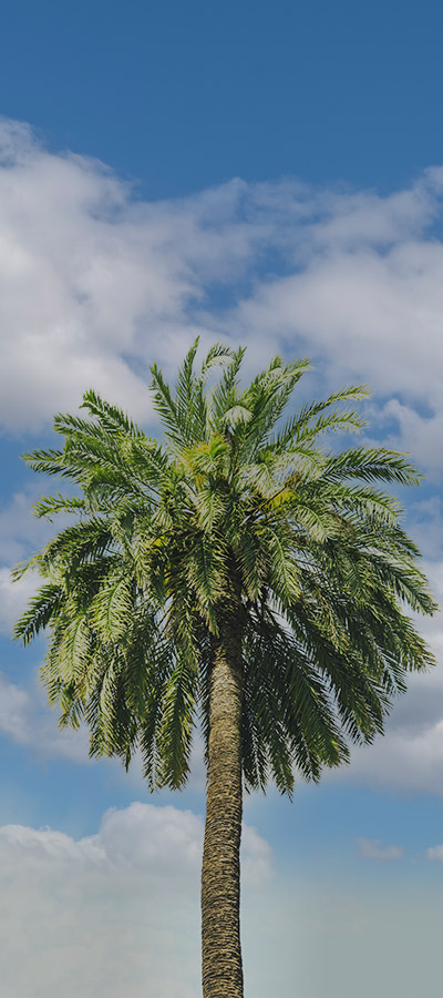 Entretien jardin var 83 favoriser croissance et sante des arbres