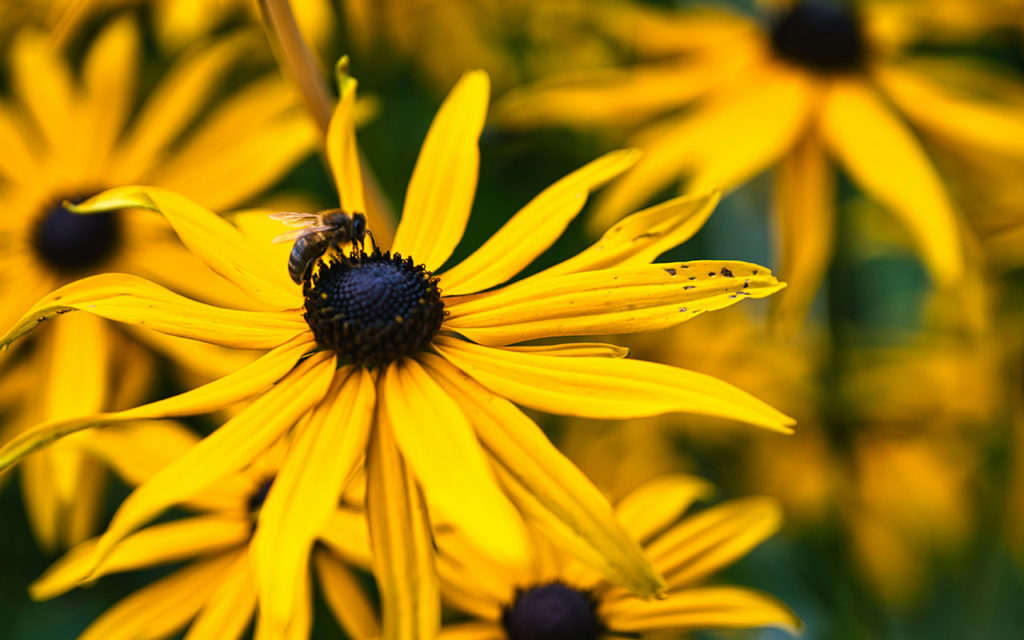 création jardin : attirer les pollinisateurs et favoriser la biodiversite
