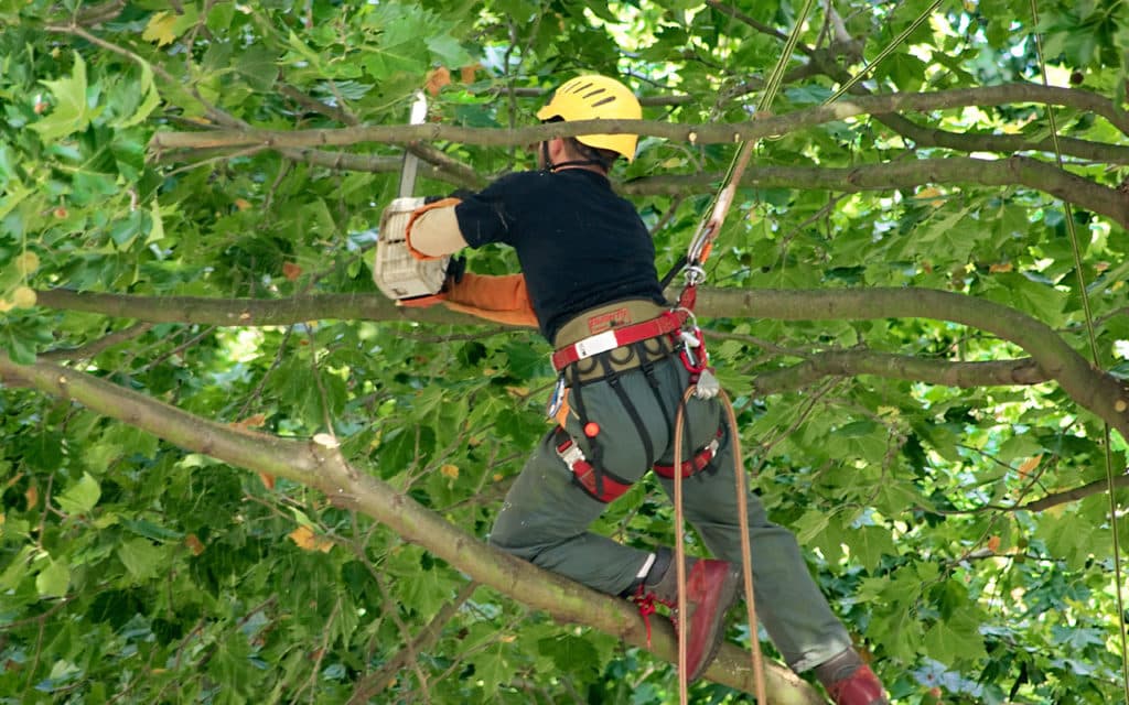 élagueur à carqueiranne